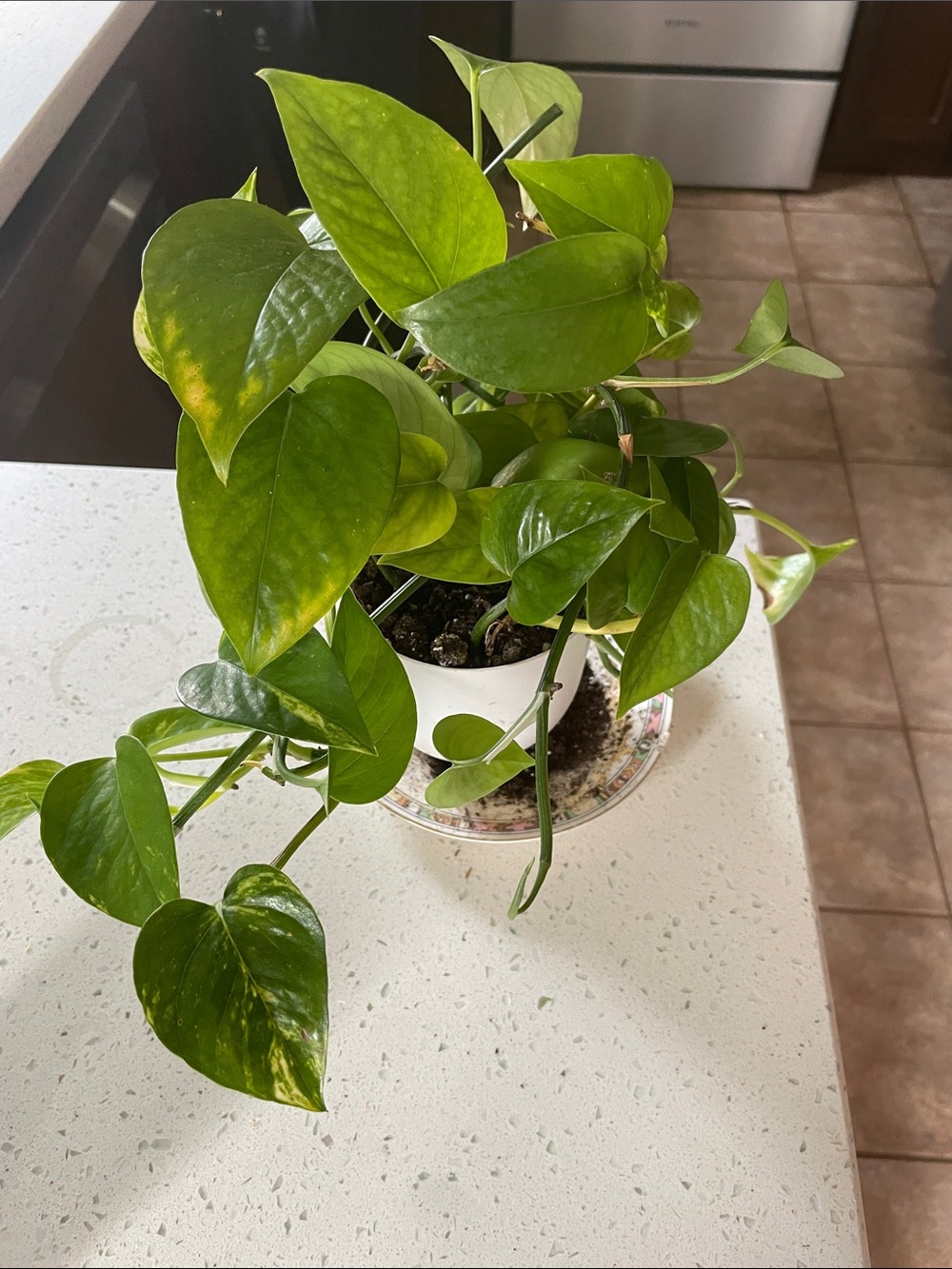 Live Green Pothos in White Ceramic Planter